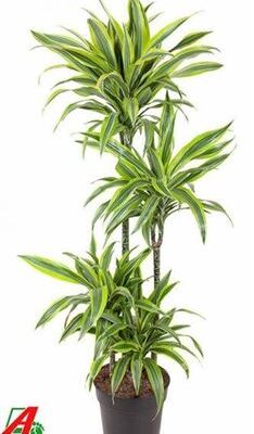 Драцена 'Lemon Lime'