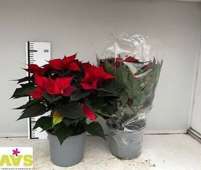 Пуансетія 'Pulcherrim'