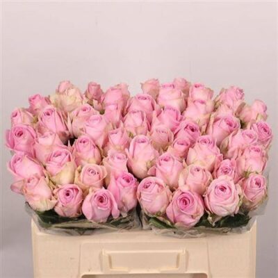 Одноголова троянда 'HEIDI!'