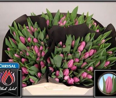 Тюльпан 'Sirikit'