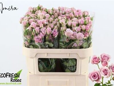 Кущова троянда  'Leila'