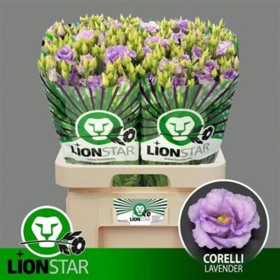 Еустома 'CORELLI LAVEND'