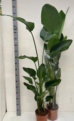 Стриліція 'Nicolai'