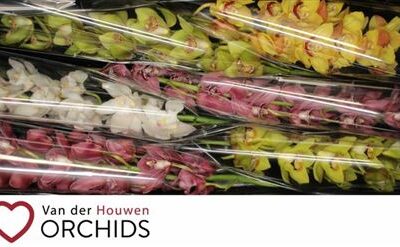 Цимбідіум 'Gem'