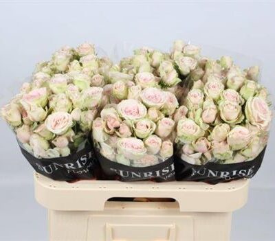 Кущова троянда 'SWEET BLOSSOMS'