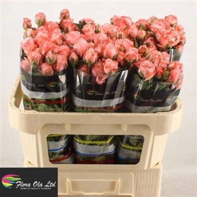 Кущова троянда 'AMAZING MAGIC'