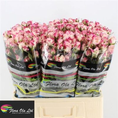 Кущова троянда 'Reflex'