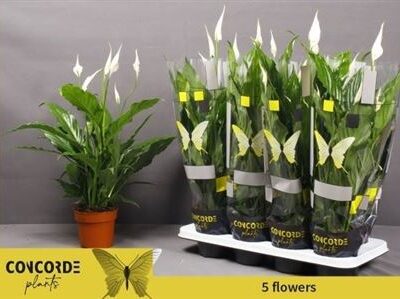 Спатифіліум 'SWEET CHICO'