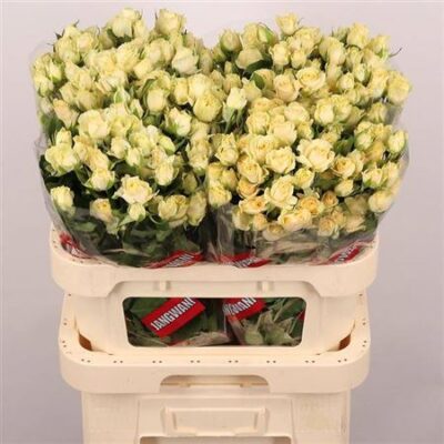 Кущова троянда 'Salinero'