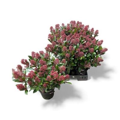 Скімія 'Rubella'