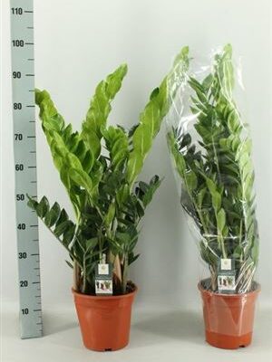 Заміокулькас 'Zamiifol'