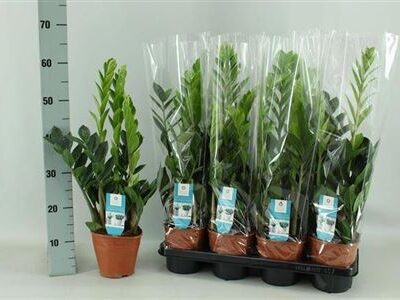 Заміокулькас 'Zamiifol'