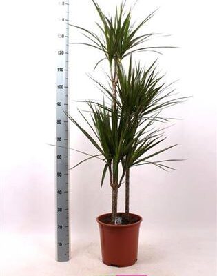 Драцена 'Marginata'