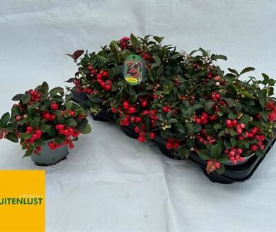 Гаультерія 'BIG BERRY'