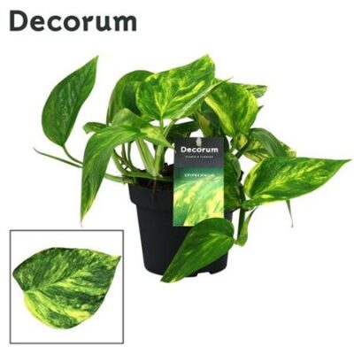 Епіпреміум 'Pinnatum Hi'