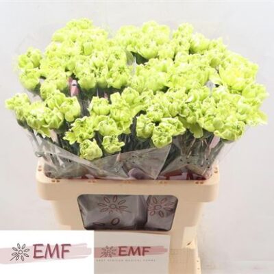 Гвоздика 'Green Marty'