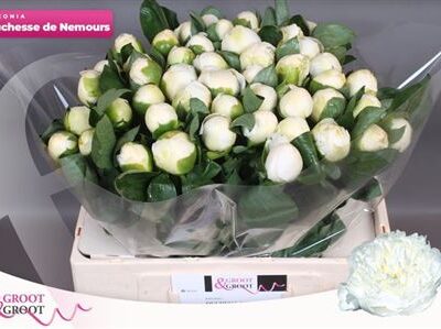 Піон 'Duches D Nemo'