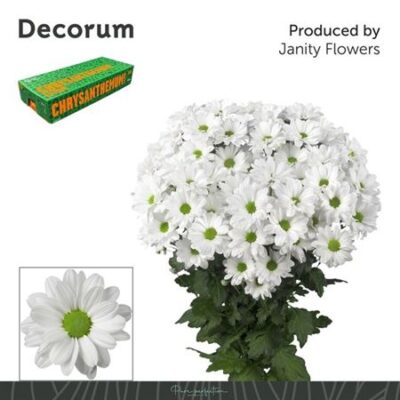 Хризантема 'KENNEDY'