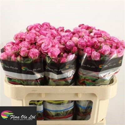 Кущова троянда 'LADY BOMBASTIC'