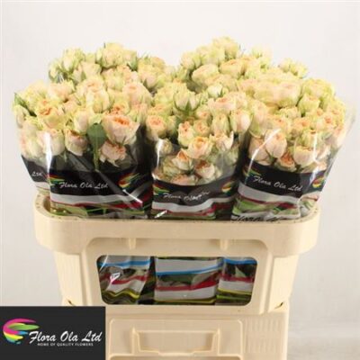 Кущова троянда 'HOLLY'