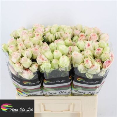 Кущова троянда 'RLM ING KRISTI'