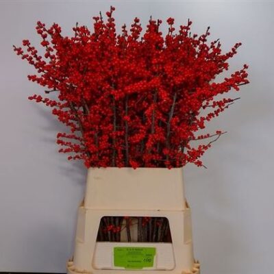 Ілекс 'Rode Bes'