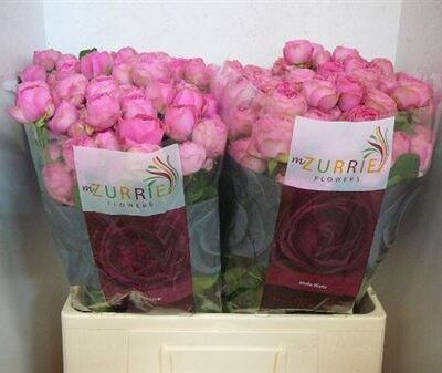 Кущова троянда 'GISELLE!'