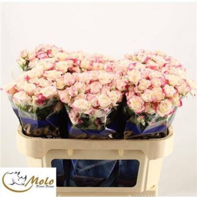 Кущова троянда 'REFLEX'