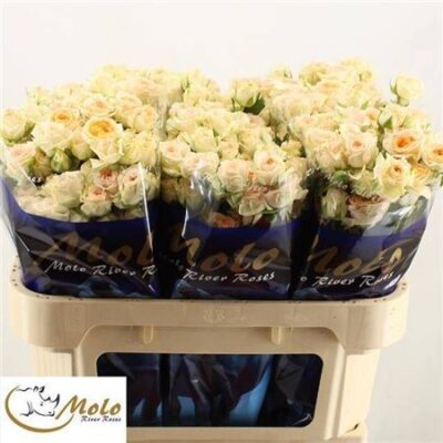 Кущова троянда 'ROSANELLA'