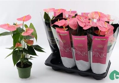 Антуріум 'Colorado'