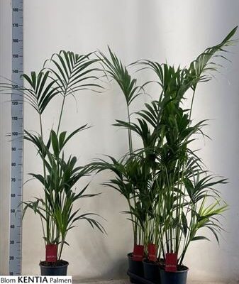 Пальма 'Howea Forsteriana'