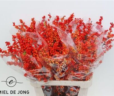 Ілекс 'Oudij Orange'