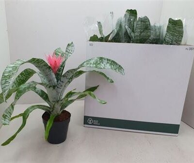 Ехмея 'Primera'