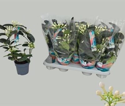 Стефанотіс 'Fl Ov'