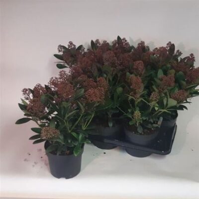 Скімія 'Rubella'