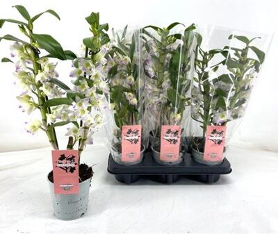 Дендробіум 'Pandora'