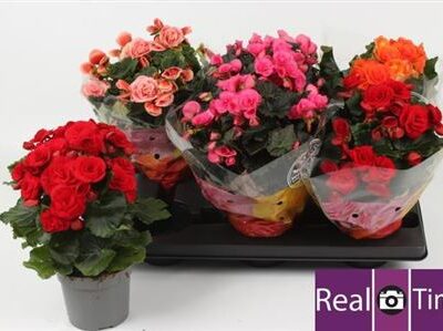 Бегонія 'Gem'