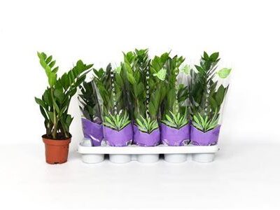 Заміокулькас 'Zamiifol'