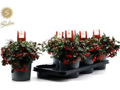 Гаультерія 'Big Berry'