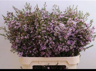 Хамелаціум 'Early Nir'