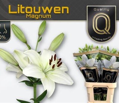 Лілія 'LITOUWEN'