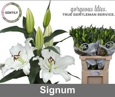 Лілія 'SIGNUM'