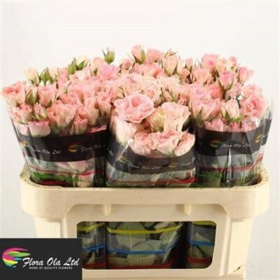 Кущова троянда 'Constellation'