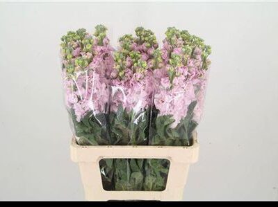 Матіола 'Iron Cherry Bl'