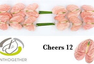 Антуріум 'CHEERS'