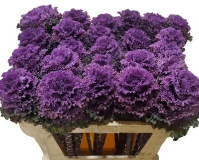 Брасіка 'Crane Ru Red'