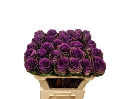 Брасіка 'Crane Carmine'