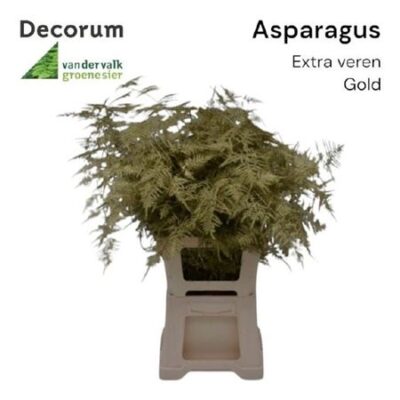 Аспарагус 'Ov Klb H%'