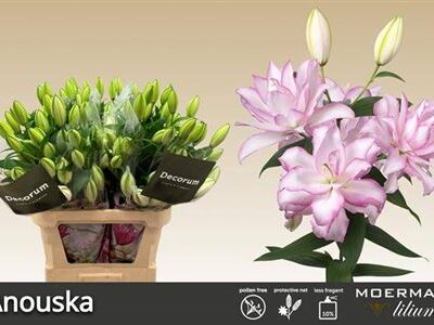 Лілія 'Anouska'