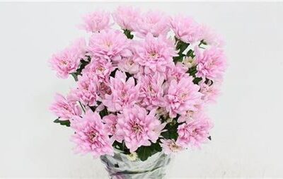 Хризантема 'BALTICA PINK'